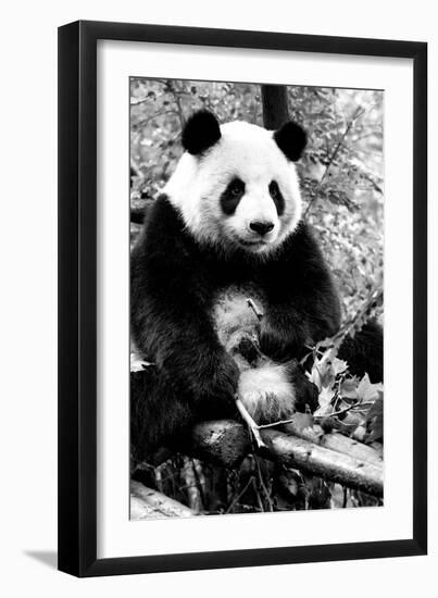 China 10MKm2 Collection - Giant Panda-Philippe Hugonnard-Framed Photographic Print