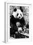 China 10MKm2 Collection - Giant Panda-Philippe Hugonnard-Framed Photographic Print