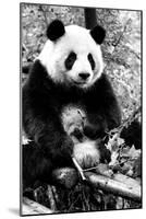 China 10MKm2 Collection - Giant Panda-Philippe Hugonnard-Mounted Photographic Print