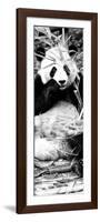 China 10MKm2 Collection - Giant Panda-Philippe Hugonnard-Framed Photographic Print