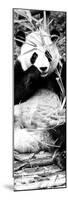 China 10MKm2 Collection - Giant Panda-Philippe Hugonnard-Mounted Photographic Print