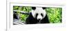 China 10MKm2 Collection - Giant Panda-Philippe Hugonnard-Framed Photographic Print