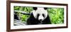 China 10MKm2 Collection - Giant Panda-Philippe Hugonnard-Framed Photographic Print