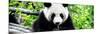 China 10MKm2 Collection - Giant Panda-Philippe Hugonnard-Mounted Photographic Print