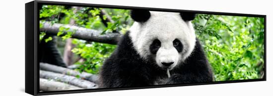 China 10MKm2 Collection - Giant Panda-Philippe Hugonnard-Framed Stretched Canvas