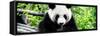 China 10MKm2 Collection - Giant Panda-Philippe Hugonnard-Framed Stretched Canvas