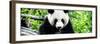 China 10MKm2 Collection - Giant Panda-Philippe Hugonnard-Framed Photographic Print