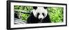 China 10MKm2 Collection - Giant Panda-Philippe Hugonnard-Framed Photographic Print