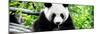 China 10MKm2 Collection - Giant Panda-Philippe Hugonnard-Mounted Photographic Print