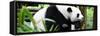 China 10MKm2 Collection - Giant Panda-Philippe Hugonnard-Framed Stretched Canvas