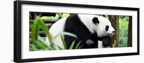 China 10MKm2 Collection - Giant Panda-Philippe Hugonnard-Framed Photographic Print