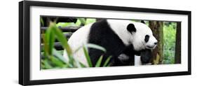 China 10MKm2 Collection - Giant Panda-Philippe Hugonnard-Framed Photographic Print