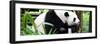 China 10MKm2 Collection - Giant Panda-Philippe Hugonnard-Framed Photographic Print