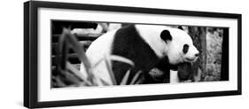 China 10MKm2 Collection - Giant Panda-Philippe Hugonnard-Framed Photographic Print