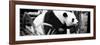 China 10MKm2 Collection - Giant Panda-Philippe Hugonnard-Framed Photographic Print