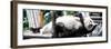 China 10MKm2 Collection - Giant Panda-Philippe Hugonnard-Framed Photographic Print