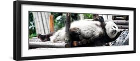 China 10MKm2 Collection - Giant Panda-Philippe Hugonnard-Framed Photographic Print