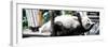 China 10MKm2 Collection - Giant Panda-Philippe Hugonnard-Framed Photographic Print