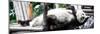 China 10MKm2 Collection - Giant Panda-Philippe Hugonnard-Mounted Photographic Print