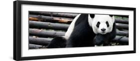 China 10MKm2 Collection - Giant Panda-Philippe Hugonnard-Framed Photographic Print