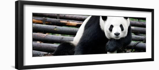 China 10MKm2 Collection - Giant Panda-Philippe Hugonnard-Framed Photographic Print