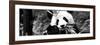 China 10MKm2 Collection - Giant Panda-Philippe Hugonnard-Framed Photographic Print