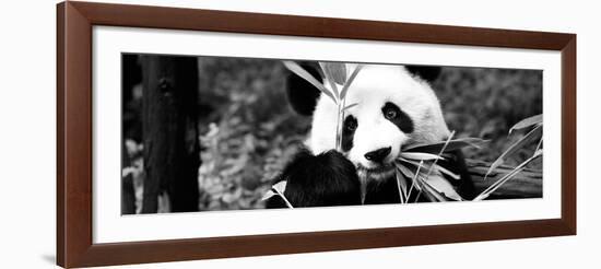 China 10MKm2 Collection - Giant Panda-Philippe Hugonnard-Framed Photographic Print