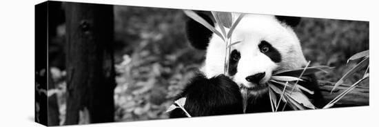 China 10MKm2 Collection - Giant Panda-Philippe Hugonnard-Stretched Canvas