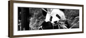 China 10MKm2 Collection - Giant Panda-Philippe Hugonnard-Framed Photographic Print