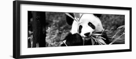 China 10MKm2 Collection - Giant Panda-Philippe Hugonnard-Framed Photographic Print