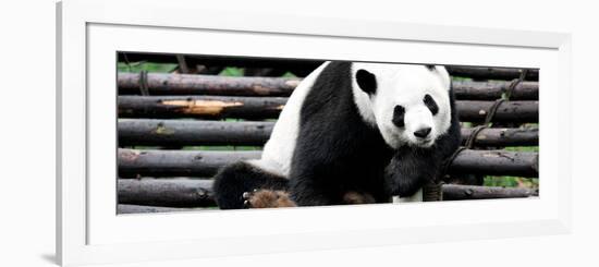 China 10MKm2 Collection - Giant Panda-Philippe Hugonnard-Framed Photographic Print