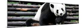 China 10MKm2 Collection - Giant Panda-Philippe Hugonnard-Mounted Photographic Print