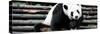 China 10MKm2 Collection - Giant Panda-Philippe Hugonnard-Stretched Canvas