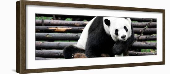 China 10MKm2 Collection - Giant Panda-Philippe Hugonnard-Framed Photographic Print