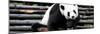 China 10MKm2 Collection - Giant Panda-Philippe Hugonnard-Mounted Photographic Print