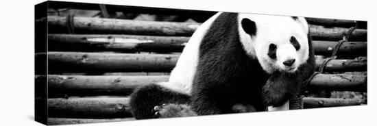 China 10MKm2 Collection - Giant Panda-Philippe Hugonnard-Stretched Canvas