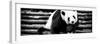 China 10MKm2 Collection - Giant Panda-Philippe Hugonnard-Framed Photographic Print