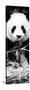 China 10MKm2 Collection - Giant Panda-Philippe Hugonnard-Stretched Canvas