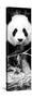 China 10MKm2 Collection - Giant Panda-Philippe Hugonnard-Stretched Canvas