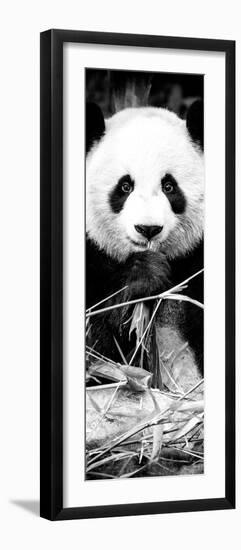 China 10MKm2 Collection - Giant Panda-Philippe Hugonnard-Framed Photographic Print