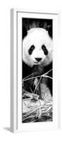 China 10MKm2 Collection - Giant Panda-Philippe Hugonnard-Framed Photographic Print