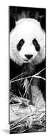 China 10MKm2 Collection - Giant Panda-Philippe Hugonnard-Mounted Photographic Print