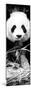 China 10MKm2 Collection - Giant Panda-Philippe Hugonnard-Mounted Photographic Print