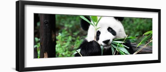 China 10MKm2 Collection - Giant Panda-Philippe Hugonnard-Framed Photographic Print