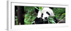 China 10MKm2 Collection - Giant Panda-Philippe Hugonnard-Framed Photographic Print