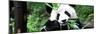 China 10MKm2 Collection - Giant Panda-Philippe Hugonnard-Mounted Photographic Print