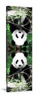 China 10MKm2 Collection - Giant Panda-Philippe Hugonnard-Stretched Canvas