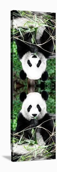 China 10MKm2 Collection - Giant Panda-Philippe Hugonnard-Stretched Canvas