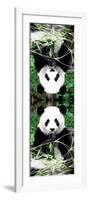 China 10MKm2 Collection - Giant Panda-Philippe Hugonnard-Framed Photographic Print