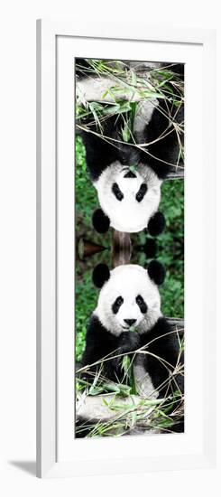 China 10MKm2 Collection - Giant Panda-Philippe Hugonnard-Framed Photographic Print